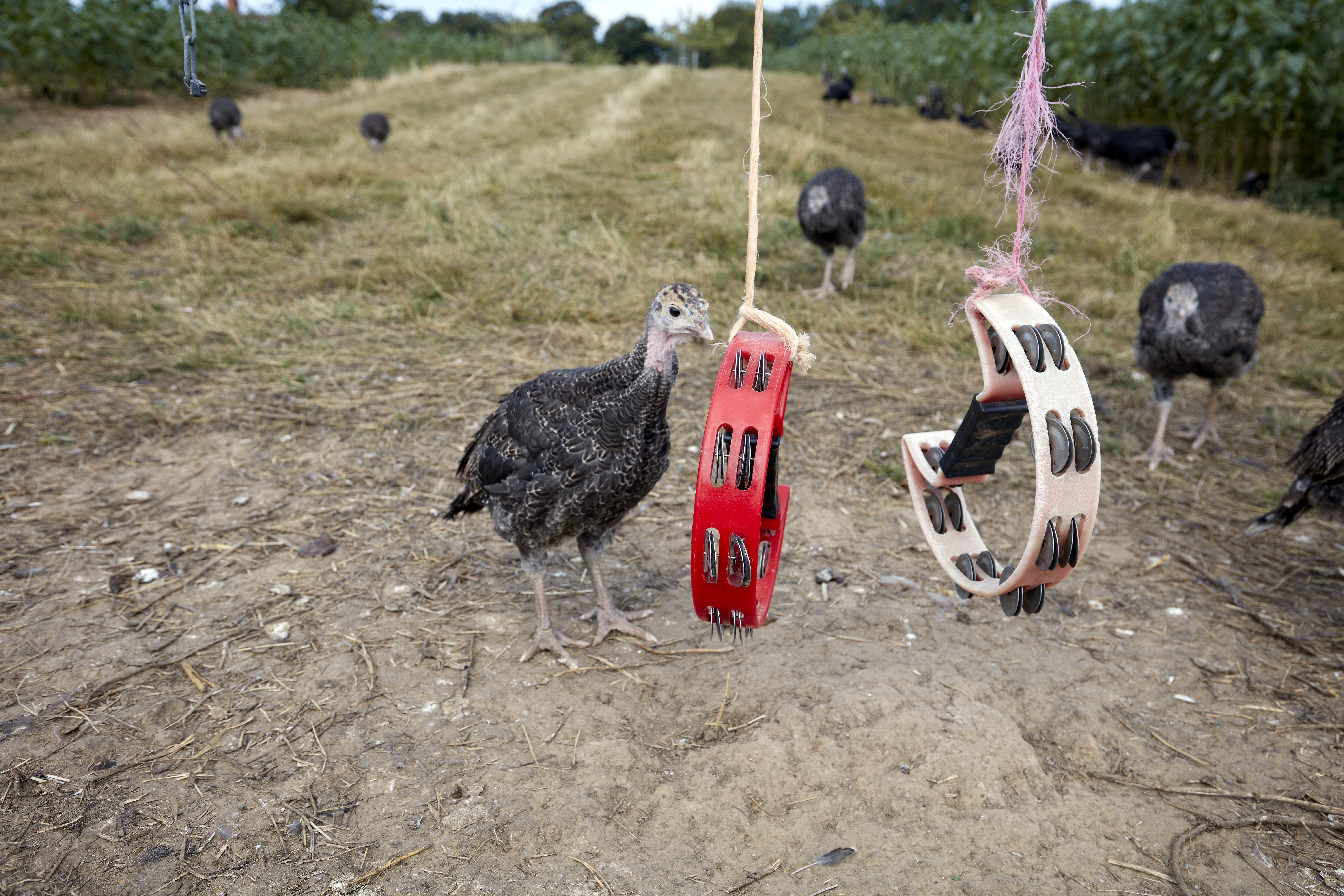 Turkeys playing musical instruments