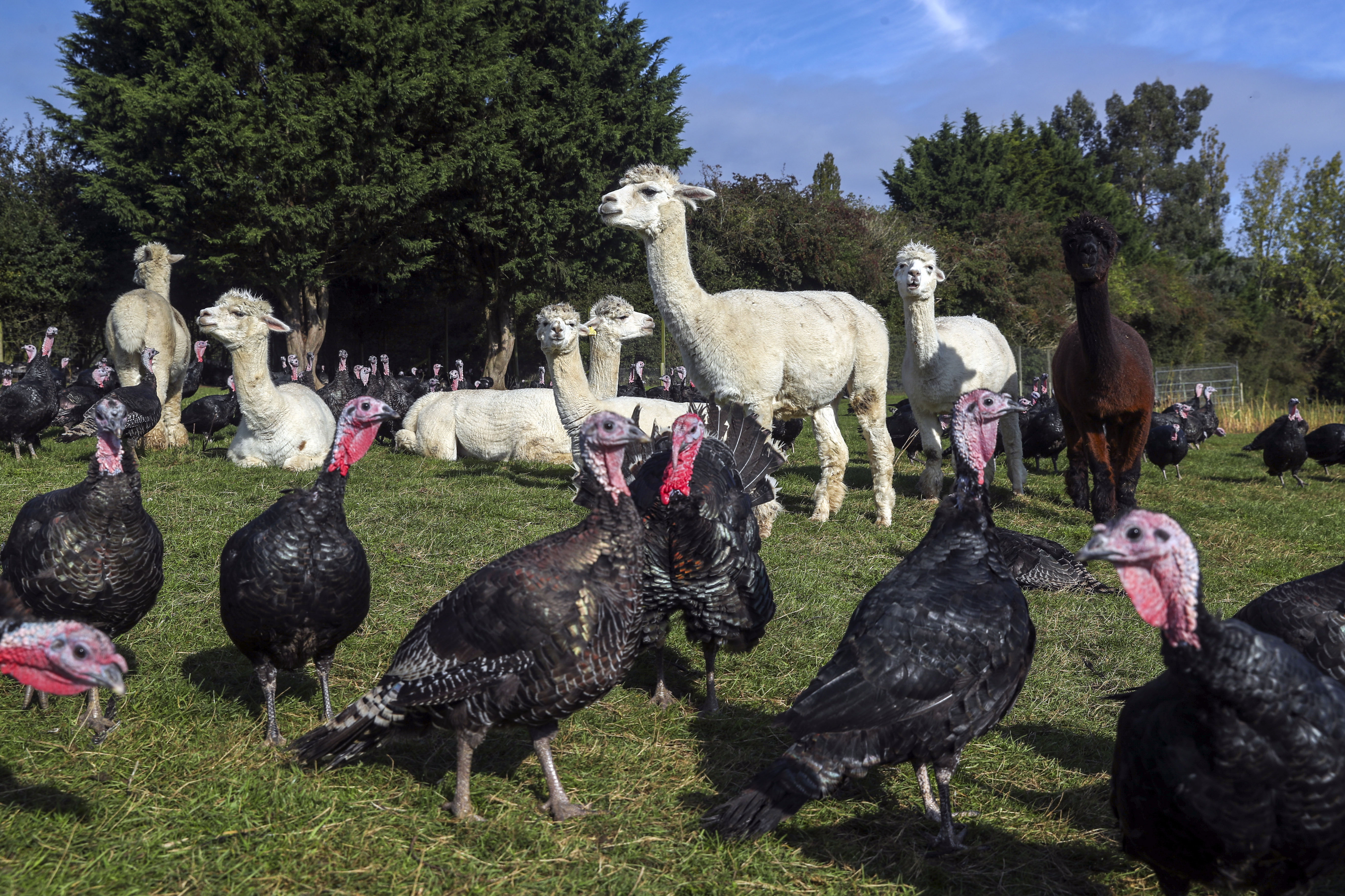 alpacas and turkeys 